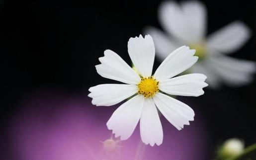 春节搞笑个性签名