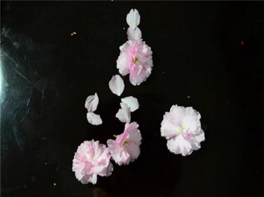 开学季搞笑个性签名